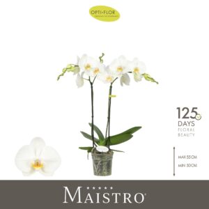 Phalaenopsis white more Ripsen Maistro Bach 2 spike 50 cm
(6 Plants/Order)(12cmP 50cmH)