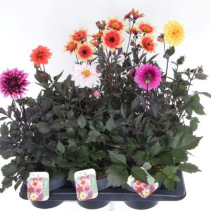 Dahlia other stek/zaad Happy Days mix
(6 Plants/Order)(17cmP 40cmH)