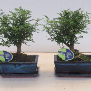 Bonsai Zanthoxylum piperitum 20cm., broom, with dip tray
(6 Plants/Order)(20cmP 30cmH)