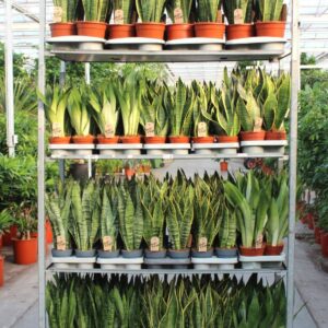 Sansevieria "mixkar ""Rough Tough"""
(1 Plants/Order)(5cmP 999cmH)