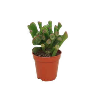 Crassula ovata Trompet 5,5 cm
(20 Plants/Order)(5.5cmP 8cmH)