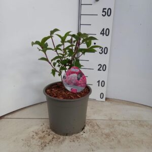 Hydrangea paniculata Vanille-Frais ('Renhy'PBR)
(1 Plants/Order)(23cmP 40cmH)
