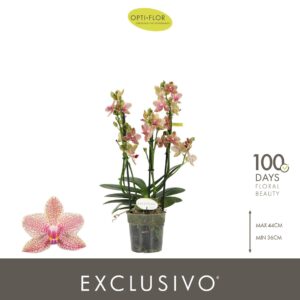 Phalaenopsis Multiflora Exclusivo Pikachu 3 spike
(6 Plants/Order)(12cmP 45cmH)