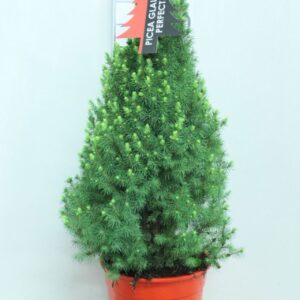 Picea Perfecta Picea glauca 'Perfecta' Red Pot P24 potgekweekt
(1 Plants/Order)(24cmP 85cmH)