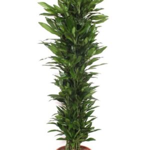 Dracaena Janet Lind
(1 Plants/Order)(40cmP 210cmH)
