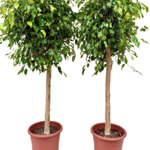 Ficus Danielle benjamina P32 stam
(1 Plants/Order)(32cmP 140cmH)