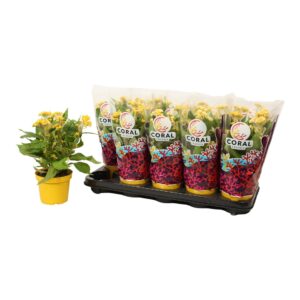 Celosia Hot Topic Yellow
(10 Plants/Order)(12cmP 32cmH)