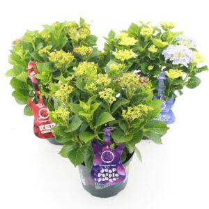 Hydrangea macrophylla other Music Collection® mix C5 (23cm.) Kn.
(17 Plants/Order)(23cmP 45cmH)