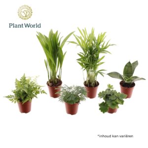 Indoor plants gem. green 5 Types Tiny Happy Family Comfort mix
(20 Plants/Order)(5.5cmP 25cmH)