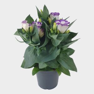 Eustoma Bolero Blue Zim Lisianthus Bolero Blue Rim 10.5cm
(10 Plants/Order)(10.5cmP 28cmH)