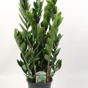 Zamioculcas zamiifolia Lucky Classic 7+ Feathers
(1 Plants/Order)(17cmP 65cmH)