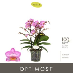 Phalaenopsis Multifl. typ Honeybee Optimost 3 spike
(6 Plants/Order)(12cmP 45cmH)