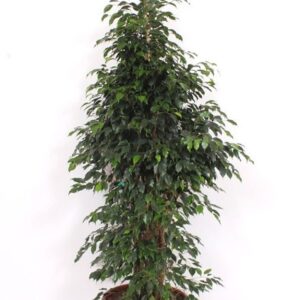 Ficus Danielle
(1 Plants/Order)(50cmP 190cmH)