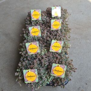 Sedum cyaneum Sachalin Sedum cyaneum 'Sachalin'
(8 Plants/Order)(13cmP 12cmH)