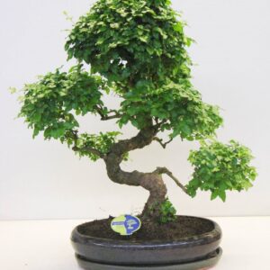 Bonsai Ligustrum sinense sinensis, 43cm., shape, with drip tray
(1 Plants/Order)(43cmP 70cmH)