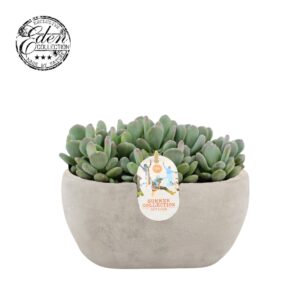 Echeveria Glutinicaule 25cm Summer Collection
(3 Plants/Order)(25cmP 20cmH)