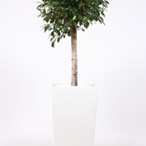 Ficus "Nitida in Piza Pot ""wit"""
(1 Plants/Order)(40cmP 180cmH)