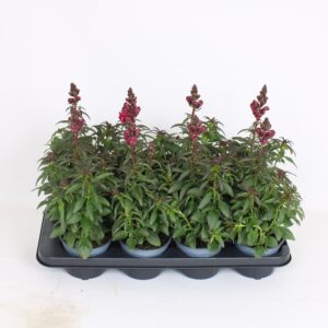 Antirrhinum majus other Antirrhinum Majus Red
(8 Plants/Order)(12cmP 40cmH)