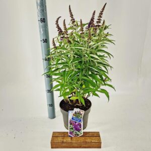 Buddleja Butterfly Candy Little Pur d. ('BotEx 001'PBR)
(1 Plants/Order)(19cmP 35cmH)