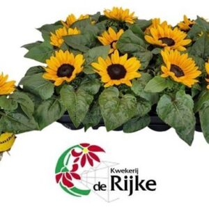 Helianthus annuus Petisol MiniHelianthus
(12 Plants/Order)(7cmP 20cmH)