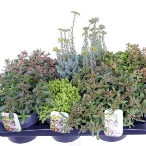 Sedum other mix in tray
(6 Plants/Order)(17cmP 25cmH)