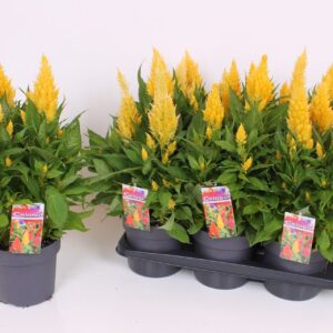 Celosia argentea Kelos XL 17 CM Yellow
(6 Plants/Order)(17cmP 40cmH)