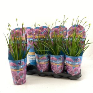 Allium Longlife P14 C2
(8 Plants/Order)(14cmP 40cmH)