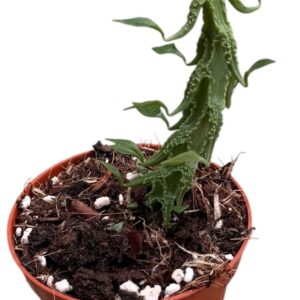 other plants Ceropegia Simoneae
(14 Plants/Order)(8cmP 12cmH)