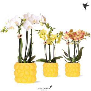 Phalaenopsis Multiflora mix 3 spike in Citrus Pot yellow
(6 Plants/Order)(9cmP 40cmH)