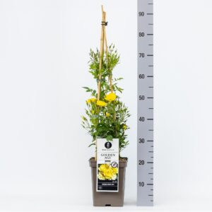 Rosa Rambler Golden Age C5, 4 stok 90cm
(1 Plants/Order)(23cmP 70cmH)