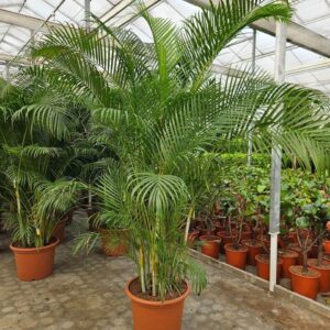 Chrysalidocarpus Dypsis lutescens (Areca)
(1 Plants/Order)(50cmP 250cmH)
