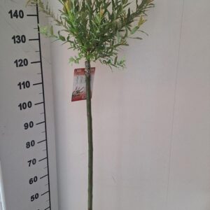 Salix integra Flamingo stam 100
(1 Plants/Order)(23cmP 160cmH)