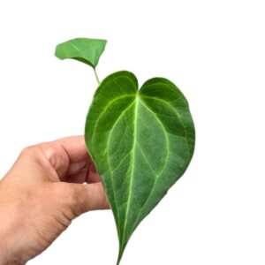 Anthurium Leaf Delta Force
(5 Plants/Order)(2cmP 15cmH)