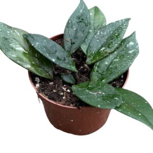 Hoya carnosa stardust
(9 Plants/Order)(10.5cmP 15cmH)