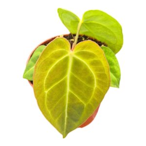 Anthurium Leaf Sp Green
(5 Plants/Order)(9cmP 25cmH)