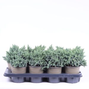 Juniperus squamata Blue Star
(8 Plants/Order)(13cmP 15cmH)