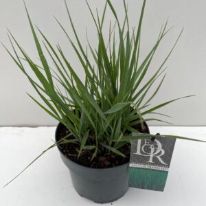 Panicum virgatum Prairy Sky'
(1 Plants/Order)(19cmP 25cmH)