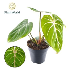 Philodendron Gloriosum Zebra
(10 Plants/Order)(12cmP 25cmH)