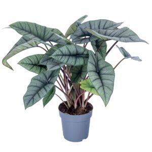 Alocasia Platinum Alocasia Platinum 19cm
(3 Plants/Order)(19cmP 60cmH)