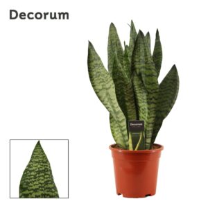 Sansevieria Super Green 17 cm
(4 Plants/Order)(17cmP 50cmH)