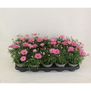 Argyranthemum Simba Pink with Eye Argyranthemum Simba Pink 12
(10 Plants/Order)(12cmP 28cmH)