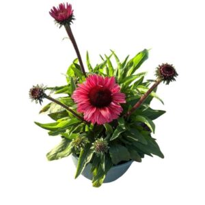 Echinacea purpurea Sunseekers Carmine Red
(1 Plants/Order)(19cmP 45cmH)