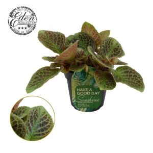 Episcia cupreata Shimmer Episcia cupreata Shimmer 12cm
(8 Plants/Order)(12cmP 20cmH)