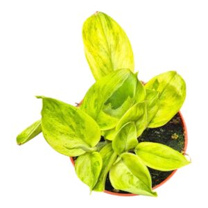 Scindapsus Green on Green
(2 Plants/Order)(7cmP 10cmH)