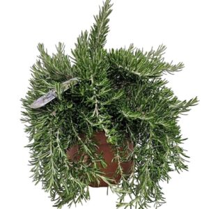 Rosmarinus Prostratus Bush 1154
(3 Plants/Order)(19cmP 40cmH)