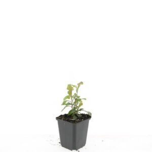 Ceratostigma plumbaginoides
(12 Plants/Order)(9cmP 5cmH)