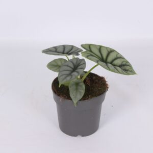 Alocasia Alocasia Silver Dragon 14cm
(8 Plants/Order)(14cmP 30cmH)