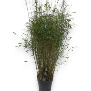 Fargesia Jiuzhaigou 1 Genf' C10/P27 Niet-woekerende Bamboe
(1 Plants/Order)(27cmP 140cmH)