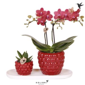 Arrangement Phalaenopsis Gift Set medium Berry
(1 Plants/Order)(18cmP 40cmH)