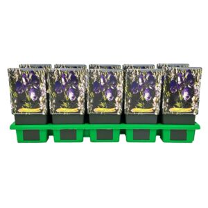 Aconitum carmichaelii 'Cloudy' P11
(10 Plants/Order)(11cmP 25cmH)